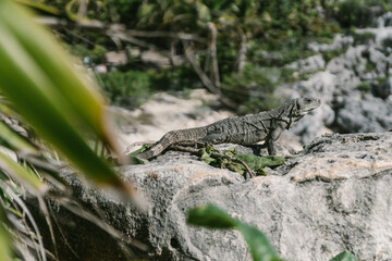 Iguana on a rock among the Tulum ruins in Mexico.