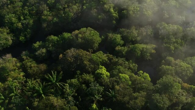 Vista a&eacute;rea da floresta amaz&ocirc;nica, Manaus, Brasil