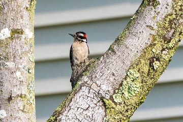 woodpecker on tree