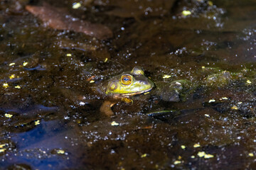 frog in the pond