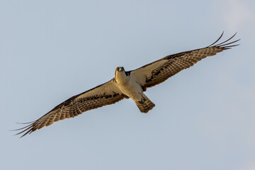 osprey in flight