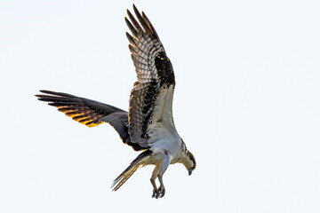 osprey fishing