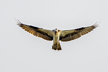 osprey in flight