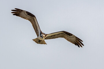 osprey in flight