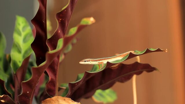 the Asian grass lizard, six-striped long-tailed grass lizard, or long-tailed grass lizard