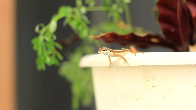 the Asian grass lizard, six-striped long-tailed grass lizard, or long-tailed grass lizard