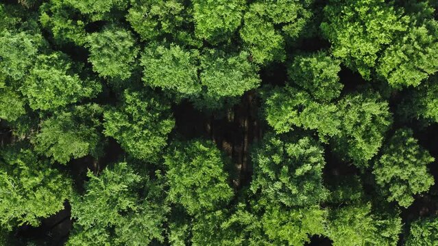 Top down deciduous forest greenwood aerial shot. Drone flying above lush crown trees green treetops. Zoom out rotation camera movement, natural texture background. Flyover woods, natural pattern