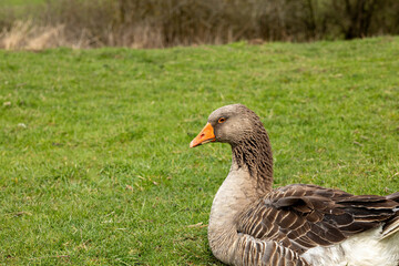 Fototapeta premium Brown goose resting on green field.High quality photo