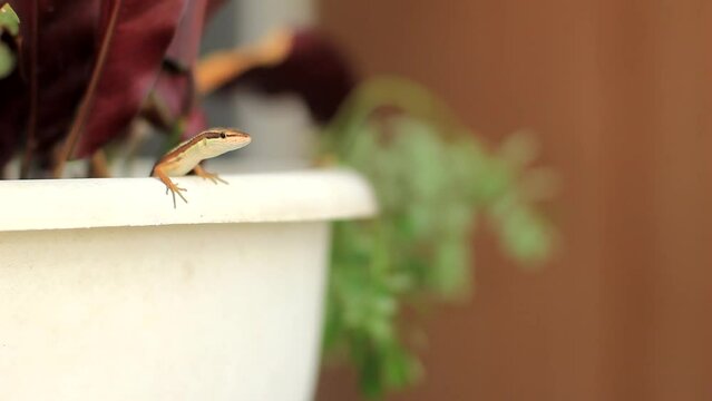 the Asian grass lizard, six-striped long-tailed grass lizard, or long-tailed grass lizard