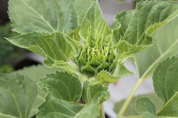 Small sunflowers are blooming during the daytime.