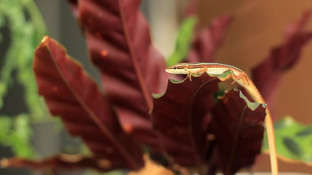 the Asian grass lizard, six-striped long-tailed grass lizard, or long-tailed grass lizard