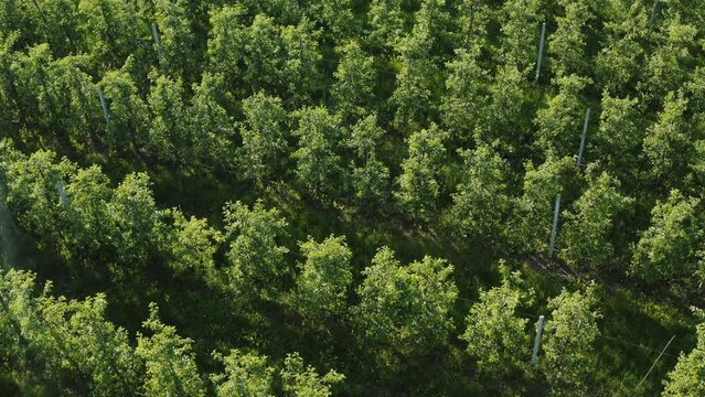 Top down aerial view agricultural farmer field green apple trees planted in row. Drone flies over garden trees rows on sunny evening. Plantation from above. Agriculture growing fruit trees