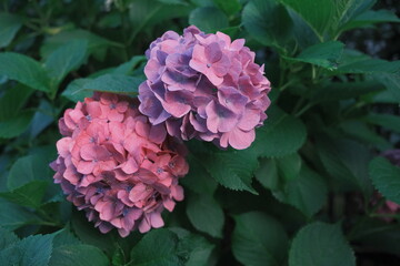 2 hydrangea in the garden surrounded by green leaves