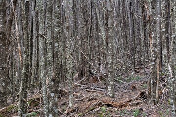 Photo of a lush and vibrant forest in Chile, adorned with lichen-covered trees