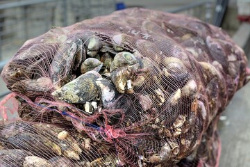 Photo of a mesh bag filled with fresh clams, a delicious and typical food from Chile