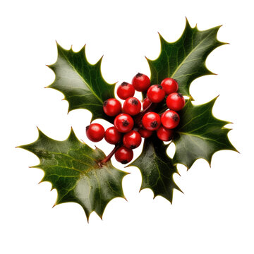holly leaves and berries isolated on a transparent background, generative ai