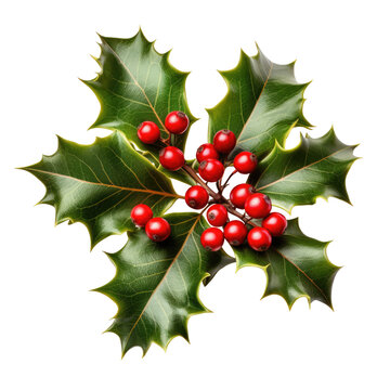 holly leaves and berries isolated on a transparent background, generative ai