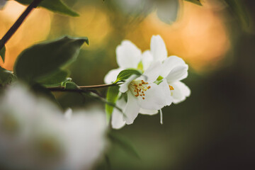 Blossom tree in spring