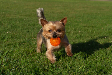 Yorkshire Terrier dog having fun, playing with a ball in summer.
