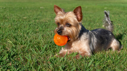 Naklejka na ściany i meble Happy Yorkshire Terrier dog lying on grass with orange ball in mouth