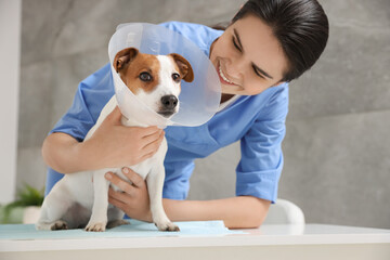 Veterinarian and cute Jack Russell Terrier dog wearing medical plastic collar in clinic