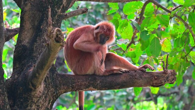 a brown langur perched on a tree trunk