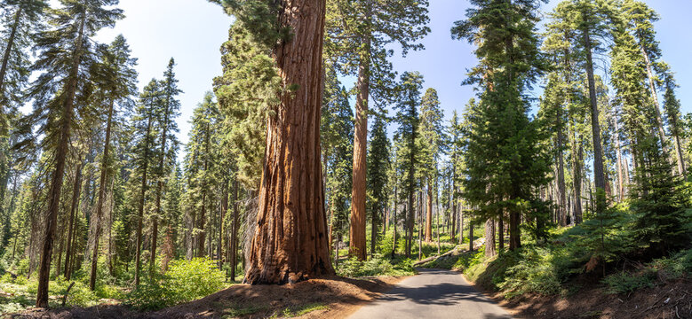 Sequoia National Park in California
