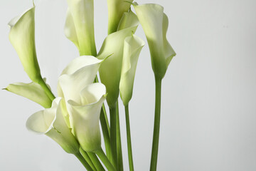 Beautiful calla lily flowers on white background, closeup