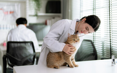 Veterinarian is checking the health of a cute little cat in the veterinary clinic.