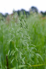 Green oat growing in the field