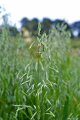 Green oat growing in the field