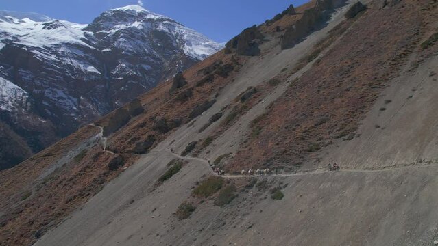 Aerial birds eye view donkey carry bags lead by nepalese sherpas on trail to Tilicho base camp in high Himalaya mountain range. Annapurna circuit trek. Tourism and trekking Nepal