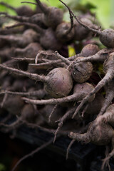 Beets at Market