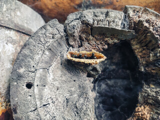 Angel bees leaving their nest in a bamboo
