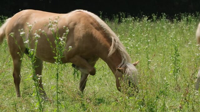 Brown horse with a white mane and foal grazing 