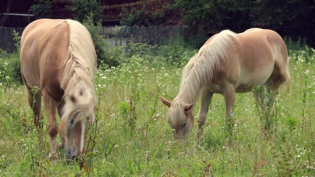 Brown horse with a white mane and foal grazing 