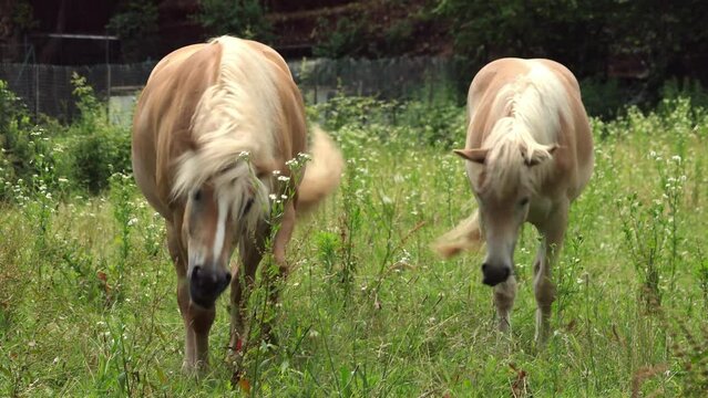 Brown horse with a white mane and foal grazing 