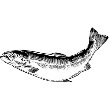 recommend clip art: Hand drawn Salmon Sketch Illustration