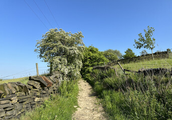 Country scene, with an old footpath, dry stone walls, wild plants, trees, and fields near, Marsh Lane, Halifax, UK