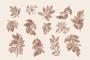 Set of cocoa plants. Fruits, leaves on branches. Vector botanical illustration. Engraving style.