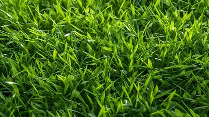 Fototapeta premium Lush green grass. Summer. Generative AI
