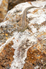 Lizard on a rock