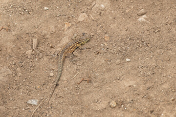 Small lizard in the sand