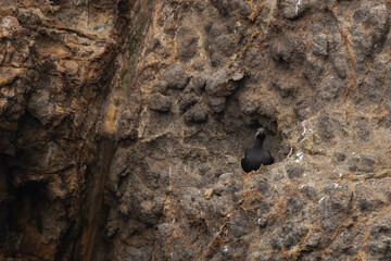 Black bird in crevasse 