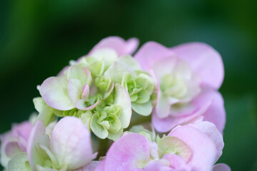鬱陶しい梅雨の時期に鮮やかな色味で楽しめる紫陽花。様々な品種が楽しい。マクロでクローズアップで撮影