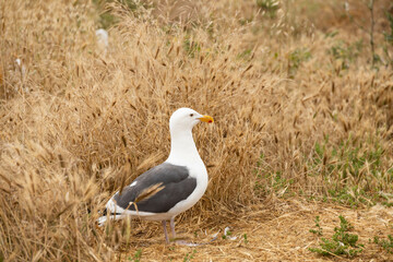 Western Seagulls in tall brown grass