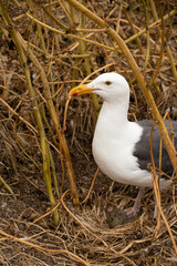 Western Seagulls standing over nest with egg in tall brush on Anacapa Island, Channel Islands National Park, California