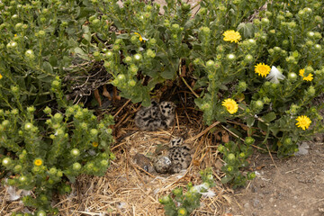 Western Seagull chick and egg in nest in the grass on Anacapa Island, Channel Islands National Park, California