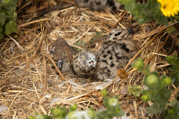 Western Seagull chick and egg in nest in the grass on Anacapa Island, Channel Islands National Park, California