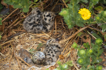 Fototapeta na wymiar Western Seagull chick and egg in nest in the grass on Anacapa Island, Channel Islands National Park, California